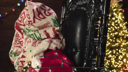 Victoria Voxxx - Divided We Beg, United We Peg  17 12 2025